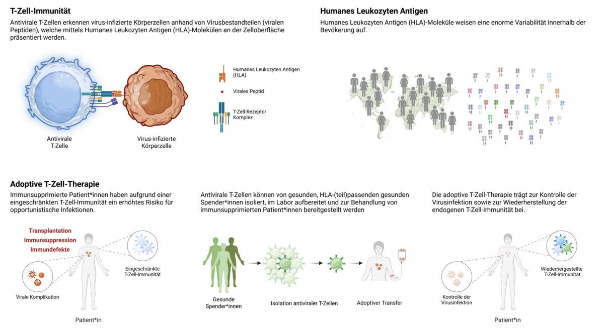 Die Grafik stellt die Immunantwort dar mit einer T-Zelle, die an eine virusinfizierte Körperzelle andockt. Eine Weltkarte, Personen und verschiedene Moleküle zeigen die die enorme Variabilität beim Humanen Leukozyten Antigen. Die T-Zell-Therapie wird mit einer erkrankten Person über den Transfer von T-Zellen bis zur wiederhergestellten Immunität veranschaulicht.