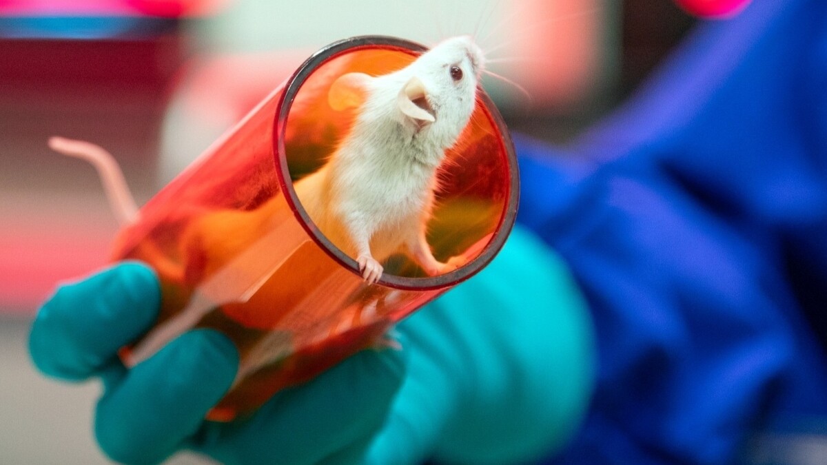 Eine weiße Maus sitzt in einer durchsichtigen Transportröhre, die von einer Hand in Laborhandschuhen angehoben wird. Sie schaut nach oben und sieht neugierig aus.