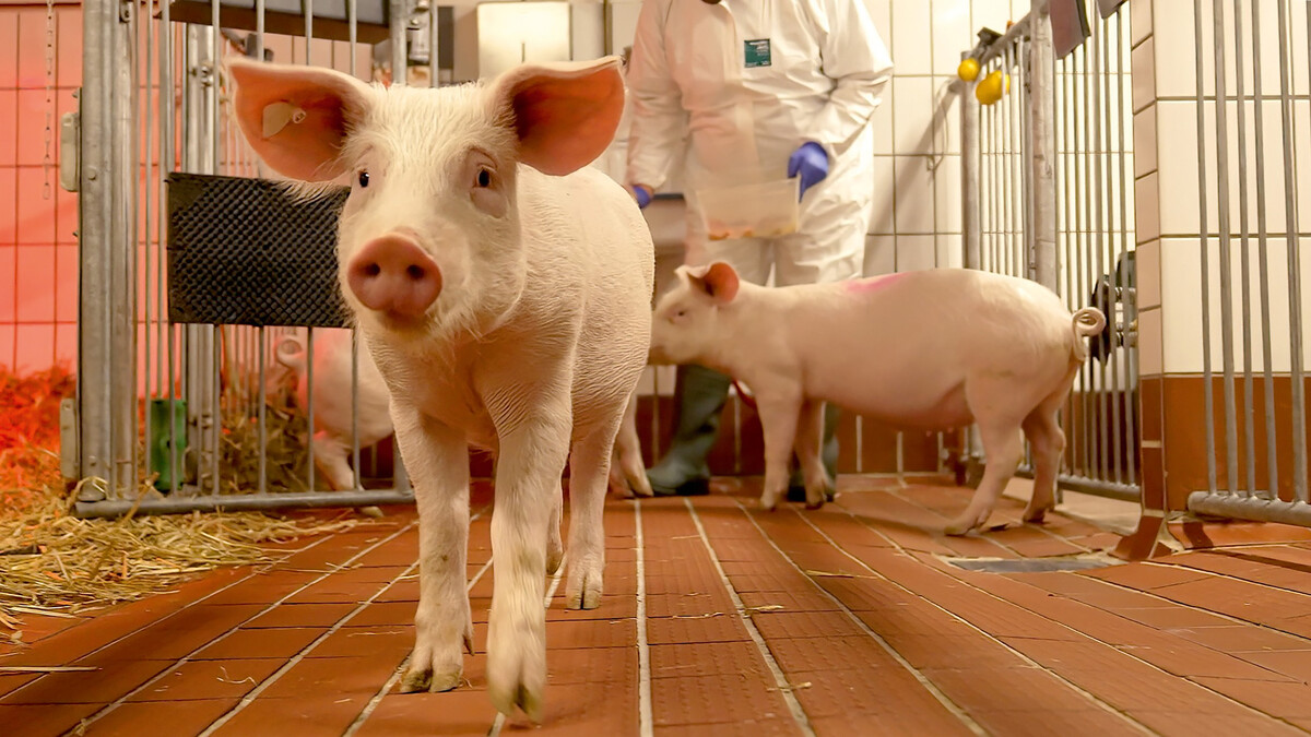 Zwei junge Schweine stehen mit einem Tierpfleger in Overall und Einmalhandschuhen in einem sauberen gefliesten Stall mit Stroheinstreu. Die Tiere wirken neugierig und entspannt. 