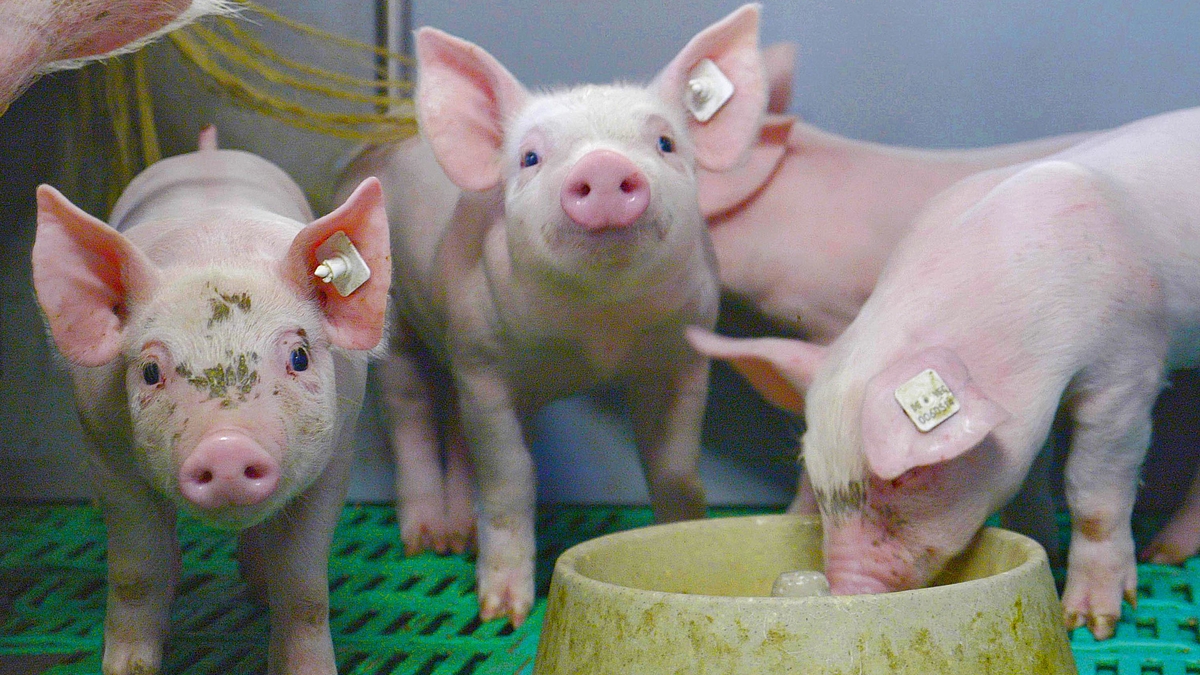 In einem Stall befinden sich drei Ferkel und ein Futternapf.