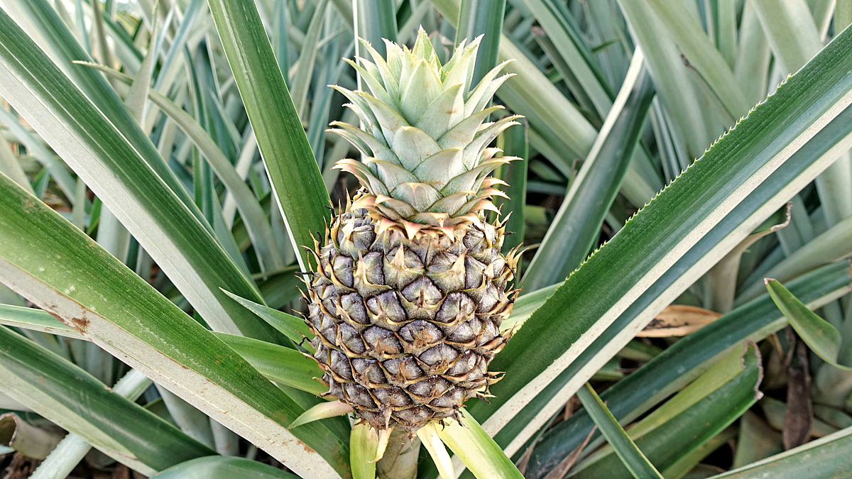 Foto einer Ananas-Frucht mit Blättern