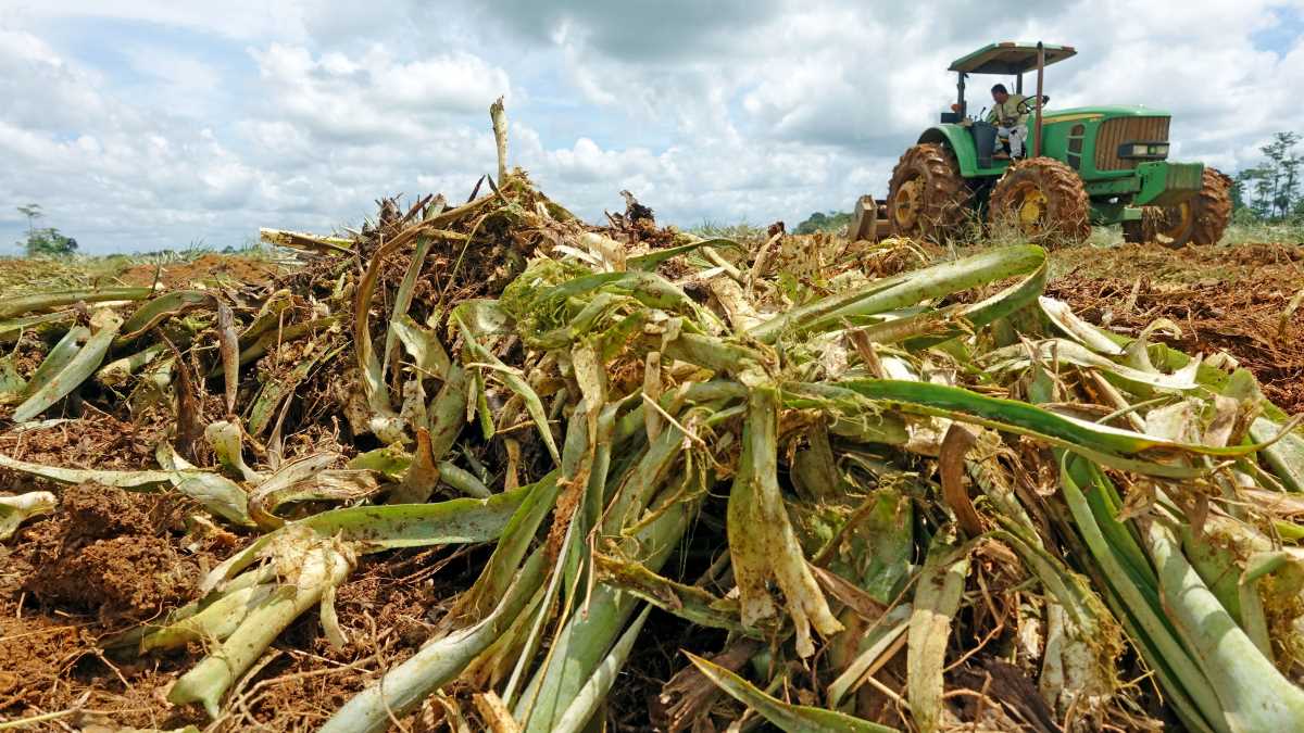 Ein Traktor fährt über ein Feld mit Pflanzenabfällen.