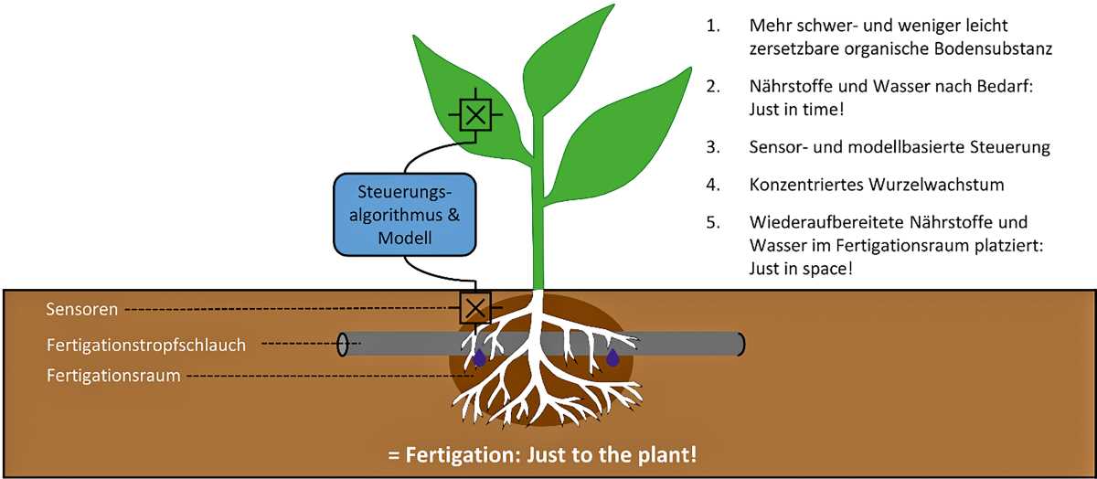 Die Grafik zeigt Komponenten der Wasser- und Nährstoffversorgung einer Pflanze.