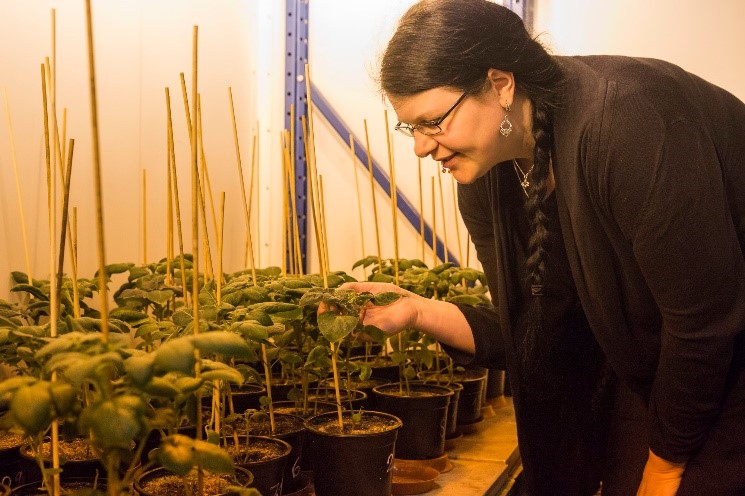 Eine Biologin kontrolliert die Blätter einer Kartoffelpflanze in einem Topf.