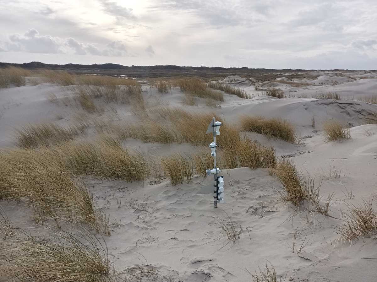 Eine Sanddüne ist teilweise von langen Gräsern bewachsen und mit vierteiligen Sandfallen ausgestattet.