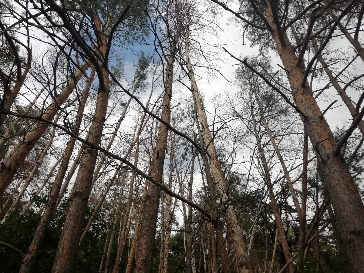 Abgestorbene große Kiefern ragen in den Himmel.